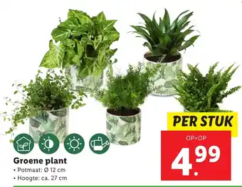 Lidl Groene plant aanbieding