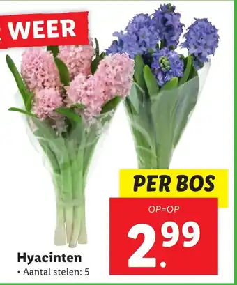 Lidl Hyacinten aanbieding