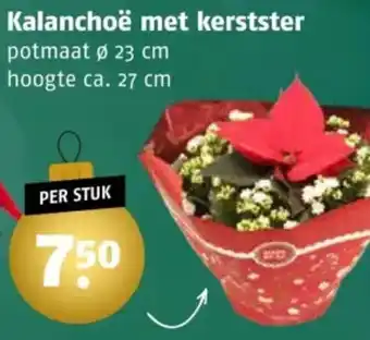 Poiesz Kalanchoë met kerstster aanbieding