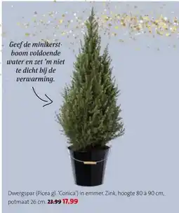 Intratuin Dwergspar (Picea gl. 'Conica') in emmer. Zink, aanbieding