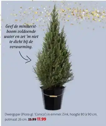Intratuin Dwergspar (Picea gl. 'Conica') in emmer. Zink, aanbieding
