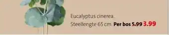 Intratuin Eucalyptus cinerea. aanbieding