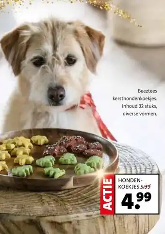 Intratuin HONDEN- KOEKJES aanbieding