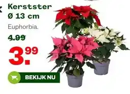 Welkoop Kerstster Ø 13 cm aanbieding