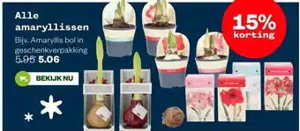 Welkoop Alle amaryllissen aanbieding