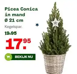 Welkoop Picea Conica in mand Ø 21 cm aanbieding