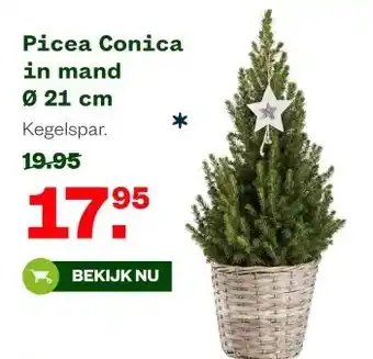 Welkoop Picea Conica in mand Ø 21 cm aanbieding