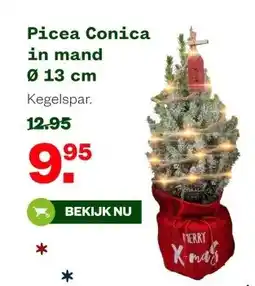 Welkoop Picea Conica in mand Ø 13 cm aanbieding