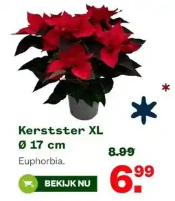 Welkoop Kerstster XL 0 17 cm aanbieding