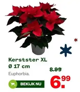 Welkoop Kerstster XL 0 17 cm aanbieding