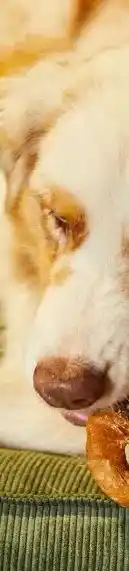 Welkoop Beeztees kerst- donut aanbieding