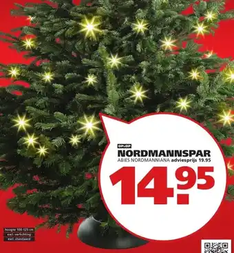Ranzijn NORDMANNSPAR ABIES NORDMANNIANA aanbieding