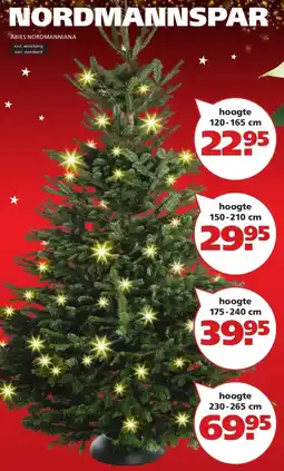 Ranzijn NORDMANNSPAR ABIES NORDMANNIANA aanbieding