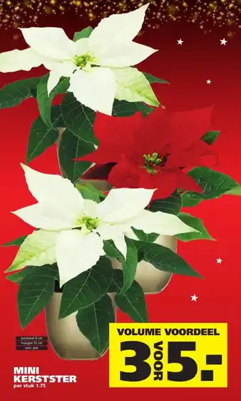 Ranzijn MINI KERSTSTER aanbieding