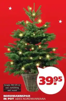 Ranzijn NORDMANNSPAR IN POT ABIES NORDMANNIANA aanbieding