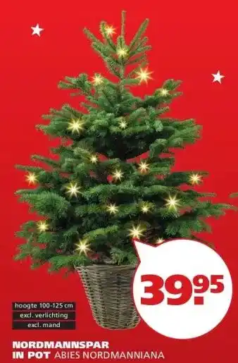 Ranzijn NORDMANNSPAR IN POT ABIES NORDMANNIANA aanbieding