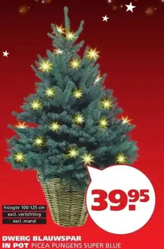 Ranzijn DWERG BLAUWSPAR IN POT PICEA PUNGENS SUPER BLUE aanbieding