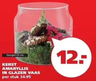 Ranzijn KERST AMARYLLIS IN GLAZEN VAAS aanbieding