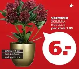 Ranzijn SKIMMIA SKIMMIA RUBELLA aanbieding