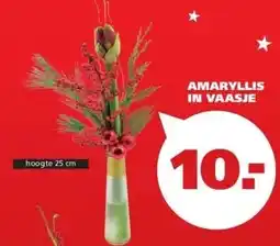 Ranzijn AMARYLLIS IN VAASJE aanbieding