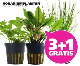 Ranzijn AQUARIUMPLANTEN aanbieding