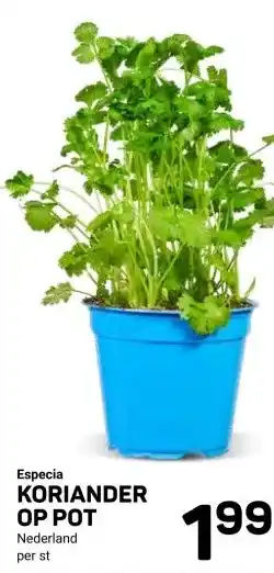 Ekoplaza Especia KORIANDER OP POT aanbieding