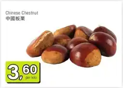 Amazing Oriëntal Chinese Chestnut 中國板栗 aanbieding