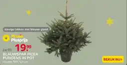 Praxis Central Park Kerstboom - Blauwspar - In aanbieding