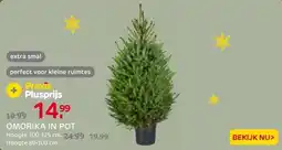 Praxis Central Park Kerstboom - Omorika - In aanbieding