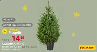 Praxis Central Park Kerstboom - Omorika - In aanbieding