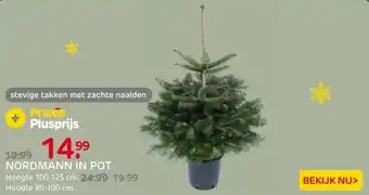 Praxis Central Park Kerstboom - Nordmann - In aanbieding