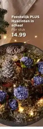 PLUS Feestelijk PLUS Hyacinten in schaal aanbieding