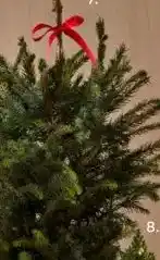 PLUS Kerstboom met rode strik aanbieding