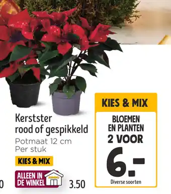 Jumbo Kerstster rood of gespikkeld aanbieding