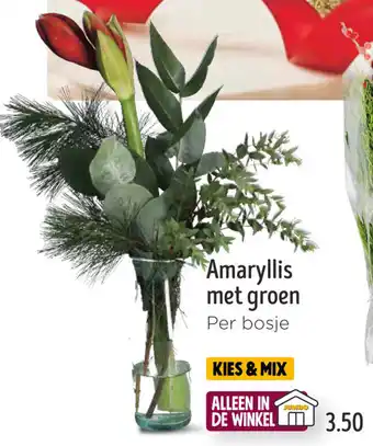 Jumbo Amaryllis met groen aanbieding