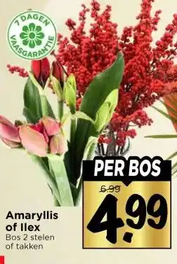 Vomar Voordeelmarkt Amaryllis of Ilex aanbieding