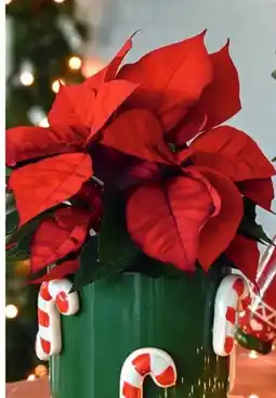 Coppelmans Potje Daim. 16cm. aanbieding