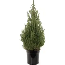 Albert Heijn AH Picea conica p21 aanbieding
