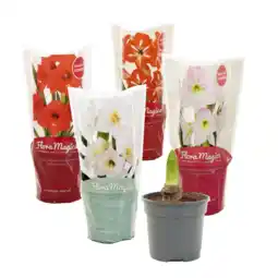 Albert Heijn AH Amaryllis p12 aanbieding
