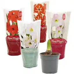 Albert Heijn AH Amaryllis p12 aanbieding