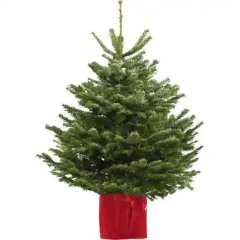 Albert Heijn AH Nordmann potgeteeld 100-120cm aanbieding