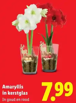 Lidl Amaryllis in kerstglas aanbieding