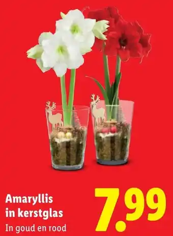 Lidl Amaryllis in kerstglas aanbieding