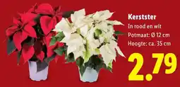 Lidl Kerstster aanbieding