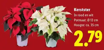 Lidl Kerstster aanbieding
