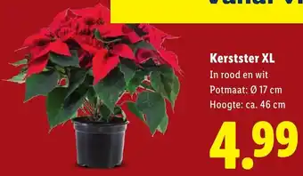 Lidl Kerstster XL aanbieding