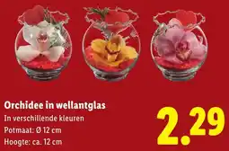 Lidl Orchidee in wellantglas aanbieding