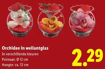 Lidl Orchidee in wellantglas aanbieding