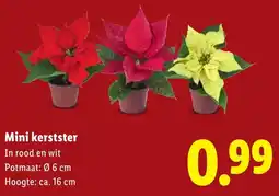Lidl Mini kerstster aanbieding
