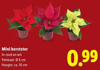 Lidl Mini kerstster aanbieding